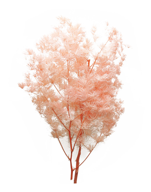 花材 ASミリオグラタス・ライトピンク(82005-013)・アウトレット