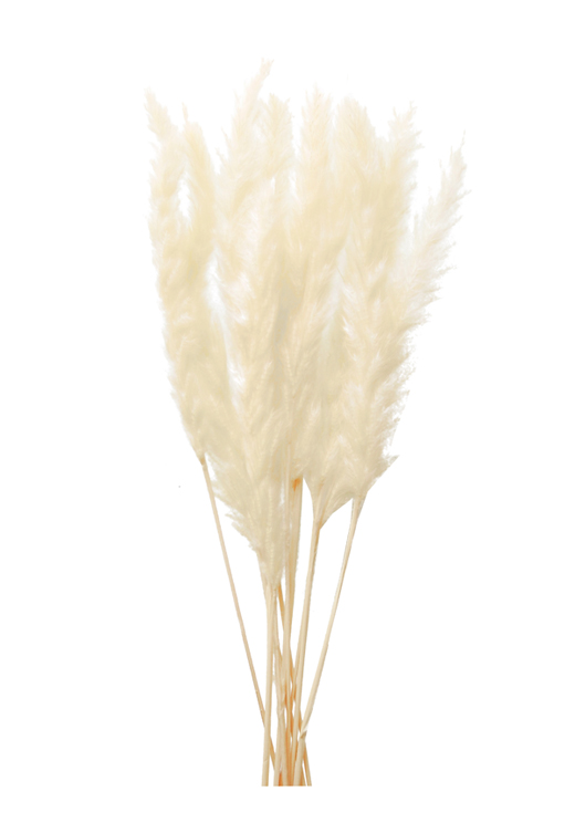 花材 ASミニテールリード・クリームホワイト(80046-011)・アウトレット
