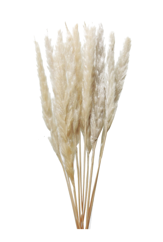 花材 ASミニテールリード・グレイ(80046-063)・アウトレット